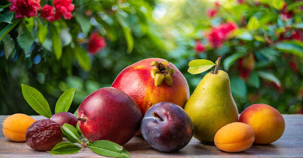 Monsoon Fruits: বর্ষাকালে শরীরকে সুস্থ রাখতে কি কি ফল খাওয়া যেতে পারে? জেনে নিন…