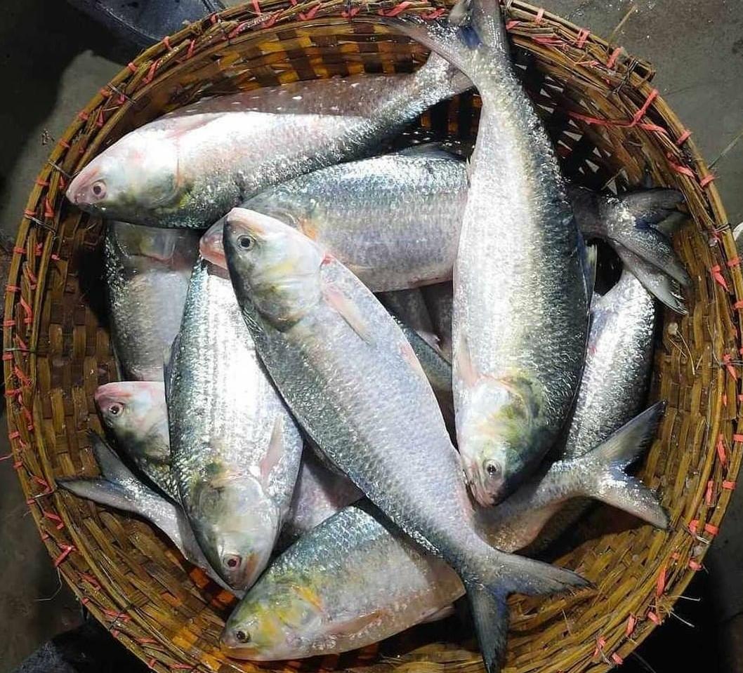 Ilish or Hilsa Price: বৃষ্টি পড়তেই ইলিশের বন্যা! দাম ১০০ টাকারও কম