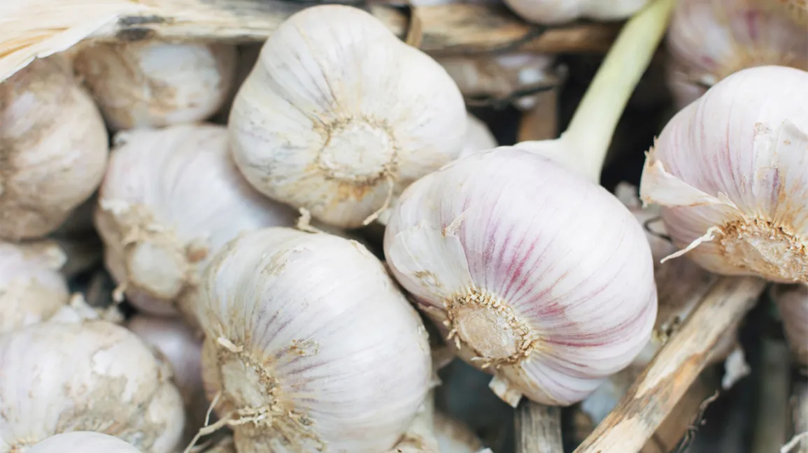 Garlic Benefits: মেদ ঝরিয়ে ফেলুন অতি সহজ উপায়ে, কি খেলে কমবে ওজন? জেনে নিন…